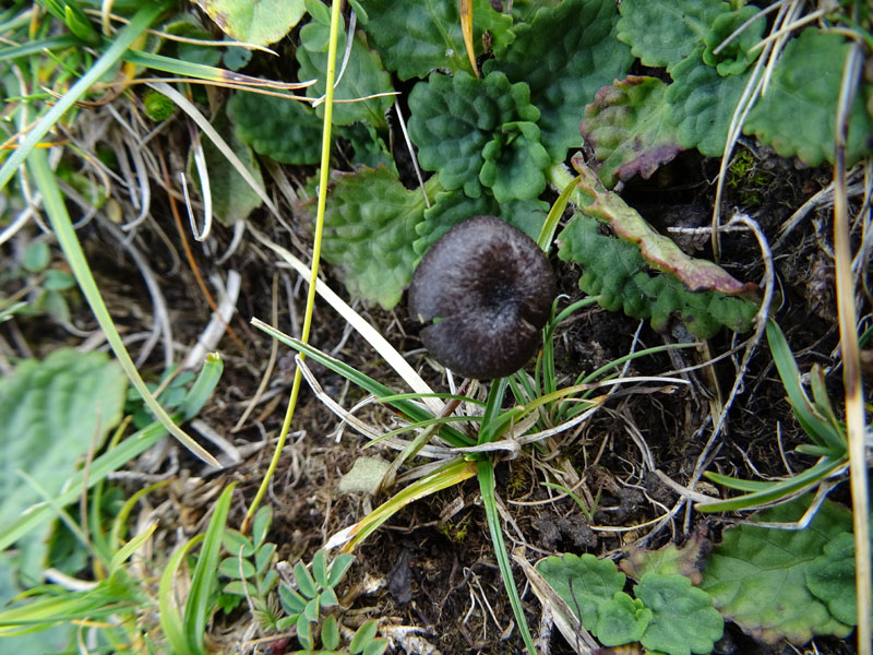 Entoloma serrulatum